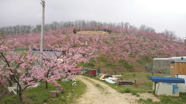 여천동 사진